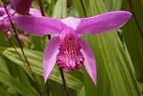 Lavender Pink Hardy Orchid - Bletilla striata - Potted