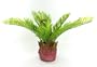 Sango Palm Tree Artificial Indoor Outdoor Mini