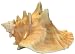 Petprojekt Large Conch Shell