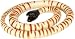 Large Black-Headed Python