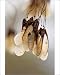 Photographic Prints of DAD-1957 Amur Maple - The fruits hang in nodding bunches and remain on the tree from Ardea Wildlife Pets