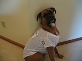 Officially Licensed by the NCAA - UConn Huskies Dog Jersey - Small - Limited Edition White - Only 3 Made