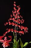 Grocery - Wilsonara Finial Fire orchid, near blooming size, red flowers