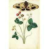 Wild Strawberry and Female Emperor Moth, by Jacques Le Moyne de Morgues (Print On Demand)