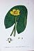 Botany Plants C1902 Common Yellow Water Lily Nuphar