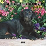 Black Labrador Retriever Puppies 2008 Mini Wall Calendar