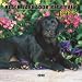   - Black Labrador Retriever Puppies 2008 Mini Wall Calendar