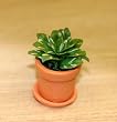 Miniature Green Leaf House Plant in a Clay Pot