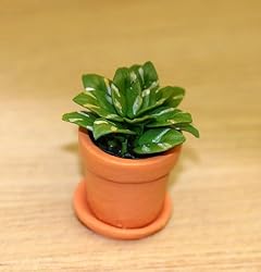 Miniature Green Leaf House Plant in a Clay Pot