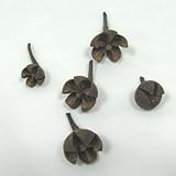 パクリ 5個入り 【実】【ドライ】【木の実】