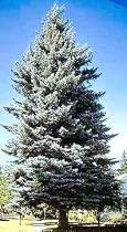 Misty Blue Spruce 45 Seeds - Picea pungens glauca