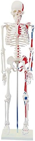 Human Skeleton Model with Painted Muscles,Human Anatomical Model,Height 34"