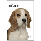 Beagle (Best of Breed)'