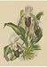 Lindenia Orchids II, Art Poster