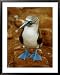 Blue-Footed Booby in a Rookery National Geographic Collection Framed Art Poster Print by James P. Blair, 31x39