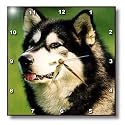 Dogs Alaska Malamute - Alaska Malamute Dog - Wall Clocks