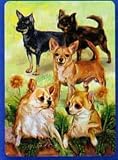 Chihuahua Playing Cards