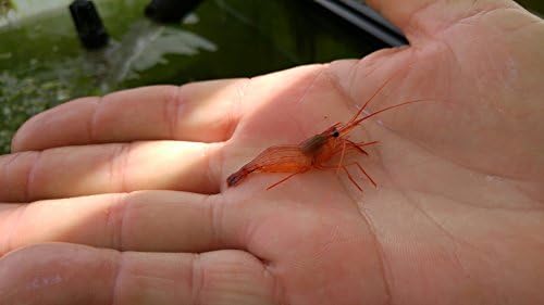 LIVE 50 Peppermint Shrimp clean up crew aptasia eaters FREE SHIPPING
