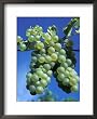 Chardonnay Grapes Hanging on Vine Framed Art Poster Print by Fogstock Llc, 18x22