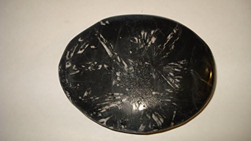 (#2) 1pc X-Large A-Grade Extremely Rare & Valuable Chrysanthemum Stone From USA Healing Crystal 100% Natural Gemstone Tumbled Polished Stone
