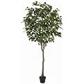 Green 6-ft. Ficus Tree w/pot