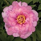 Peony Plant - Peony 'First Arrival'