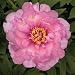 Peony Plant - Peony 'First Arrival'