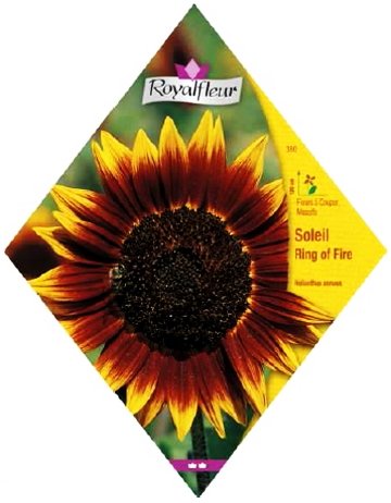 ロイヤルフルール ヒマワリ Ring of Fire