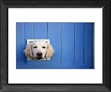 Framed Prints of Labrador from Rspca