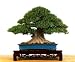 Oriental Weeping Fig Tree -Ficus- Bonsai or House Plant
