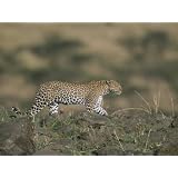 A Leopard Walks Along a Rocky Ledge in Masai Mara National Reserve Photographic Poster... by AllPosters.com