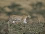 A Leopard Walks Along a Rocky Ledge in Masai Mara National Reserve Photographic Poster Print by Roy Toft, 24x32