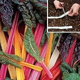 Vegetable Seeds - Swiss Chard Bright Lights Seed Tape