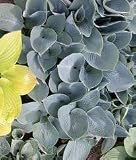 Hosta 'Hadspen Blue' - Hosta
