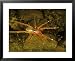 Giant Fishing Spider, Walking on the Surface of Water, French Guiana Framed Photographic Poster Print by Emanuele Biggi, 31x25