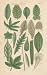 Canvas Print of: SIMPLE LEAVES, Plate 24 Illustration by John Miller Botanical Studies from 1789 Featured plants: St. John's Wort, Horsetail, Mame, South Sea Tea, Round-leaved Water Pimpernel, Passion , Fiddle Dock, Diamond Ficoidea, Echium, Peltated Cranes-Bill, Creeping Mouse Ear, Star Thistle, Broad Leaved Ruscus, White Hellebore, Powdered Auricula, Sycamore Tree.