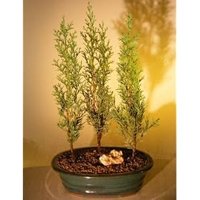 Bonsai Boy's Italian Cypress Evergreen Bonsai TreeThree Tree Forest Group(cupressus sempervirens)