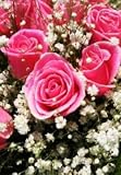 Wholesale Roses, Hot Pink Color, 100 Flowers, 20 Inch Stems