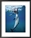 Bottlenose Dolphin, Nuweiba, Egypt, Red Sea Framed Art Poster Print by Jeff Rotman, 18x22
