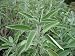 Garden Sage Certified Organic Seeds