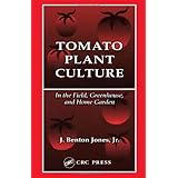 tomato plant culture in the field greenhouse and home garden