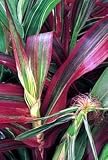 Japanese Striped Ornamental Maize 25 Seeds - HEIRLOOM - B000UZD5Q6