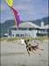 A German Shepherd Leaps for a Kite on the Beach at the Lincoln City Kite Festival Photographic Poster Print by Phil Schermeister, 18x24