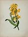 1902 Botanical Print Goldenrod Solidago Virguarea - Original Print