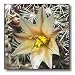 Nipple Cactus flower.(Mammillaria dioica).Anza-Borrego Desert State Park, California - 10x10 Wall Clock
