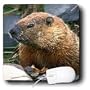 Wild animals - Groundhog - Mouse Pads