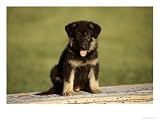 German Shepherd Puppy Animals Photographic Poster Print by Frank Siteman, 16x12