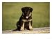 German Shepherd Puppy Photographic Poster Print by Frank Siteman, 40x30