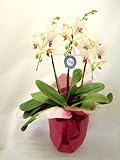 《第一花壇》 胡蝶蘭 カナリア 3本立ち