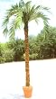 12' Giant Areca Palm Tree